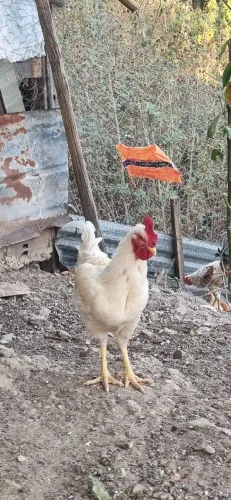galos