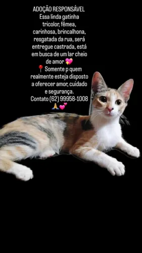 Gata para adoção!