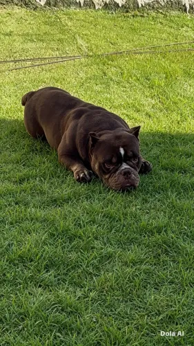 Cobertura american bully