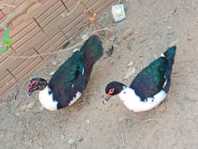 Casal de patos