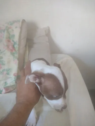 Filhotes Pit Bull  red nose
