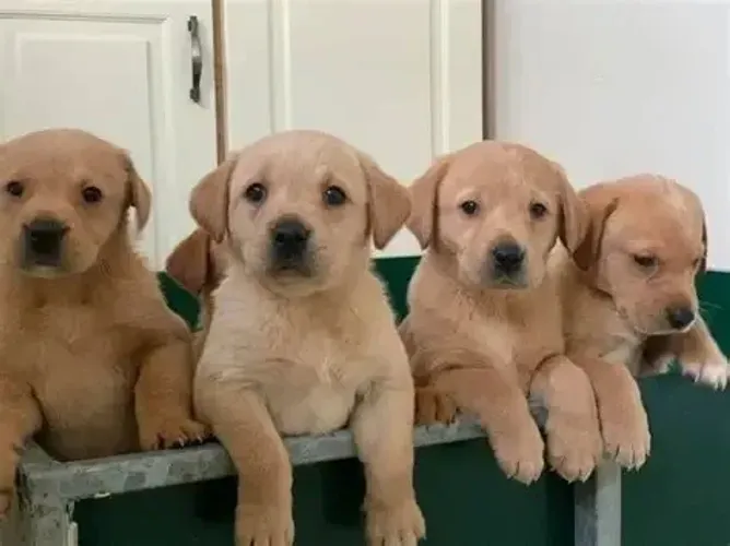 labrador x boxer