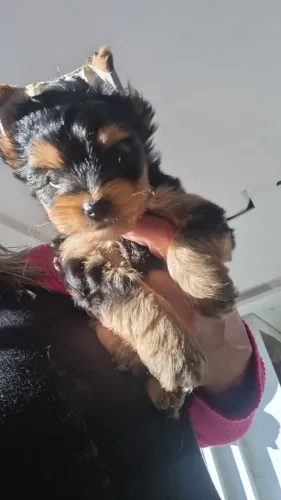 Vende-se cachorrinho Yorkshire terrie