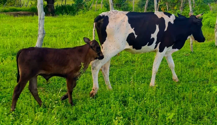 Vaca com bezerro, dando 4 litros de leite 