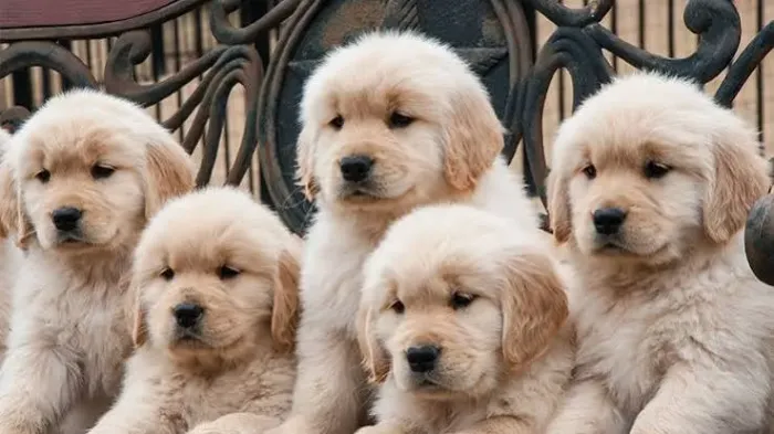 Golden Bebê ? Uma Companhia Cheia de Alegria