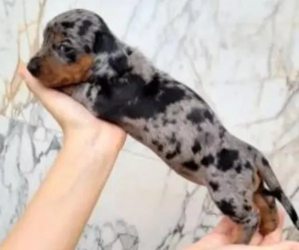 Basset Mini Filhotes Dachshund Alerquim de Verdade.