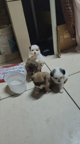 Vendo filhotes Spitz com maltês 