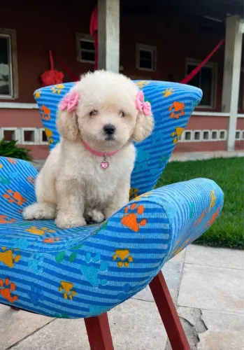 Poodle miniatura fêmea em até 18x com kit grátis