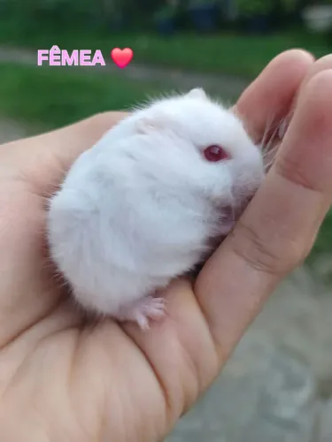 HAMSTER ANÃO RUSSO