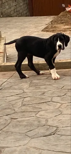 Filhote Dogue alemão mantada fêmea 