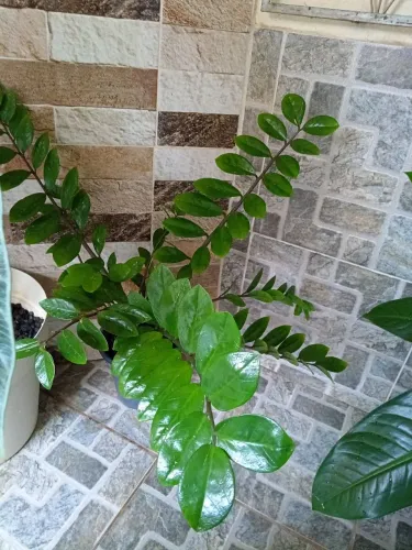 Zamioculca folhas perfeitas pra decorar seu ambiente 