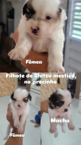 Filhote de Shitzu mestiço 