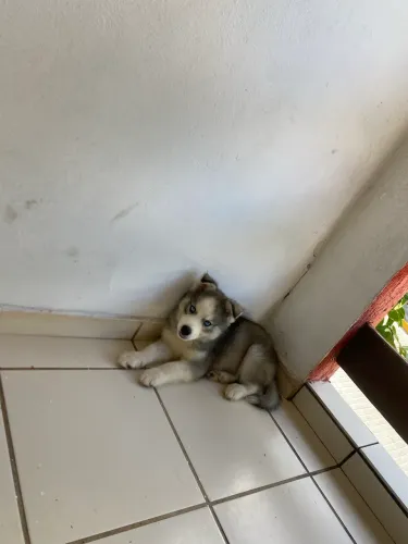 Husky siberiano puro 