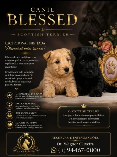 Scottish terrier filhotes