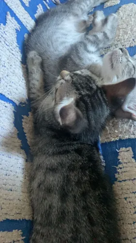 Gatinhos para doação.