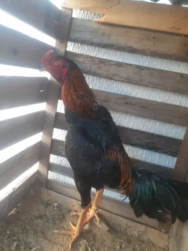 Frango índio