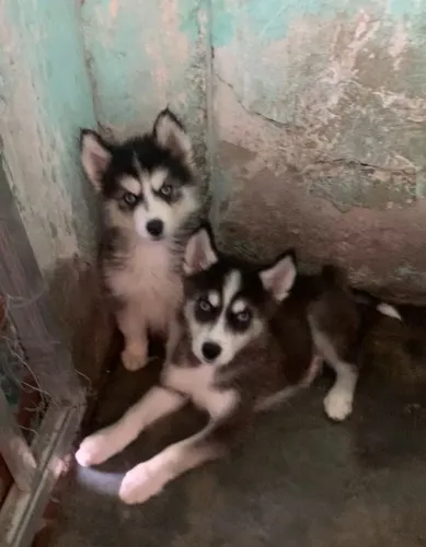 Filhote Husky Siberiano