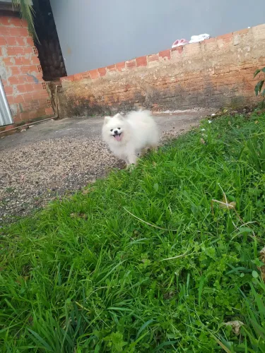 Spitz alemão