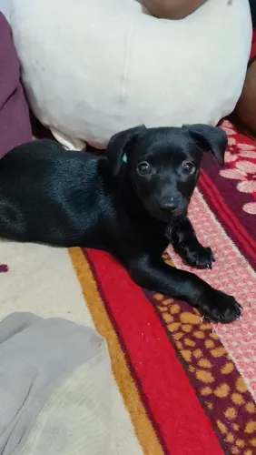 Estou doando filhote de cachorro macho  de 2 meses e meio!! Não entrego 