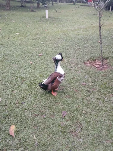 Marrecos rouem adultos 6 femea botando e dois machos
