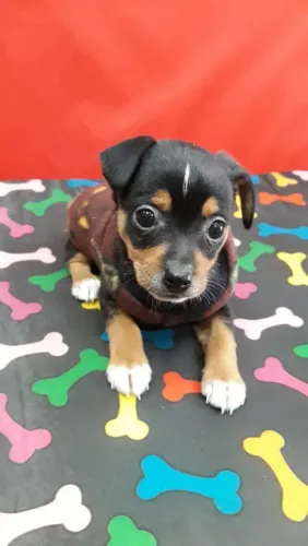 Pinscher Macho 