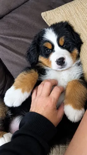Filhote de Bernese lindo e gigante