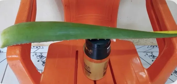 BABOSA GIGANTE BARBADENSIS 