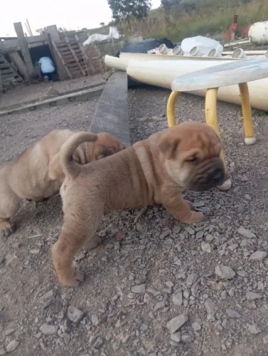 Cachorro sharpay