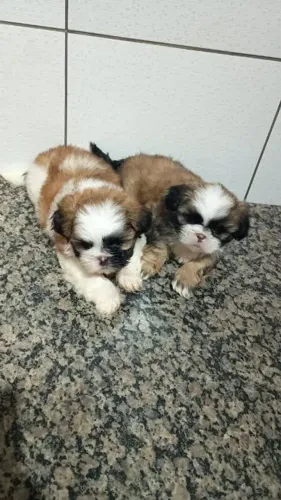 Doação de cachorro urgente