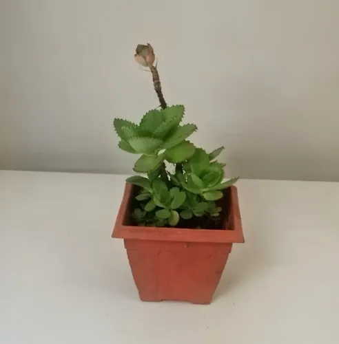 Muda Kalanchoe - Flor da Fortuna 