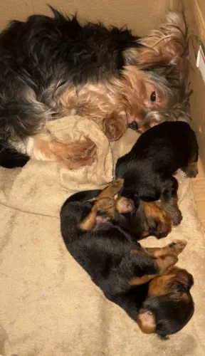 Filhotes de Yorkshire terrier macho