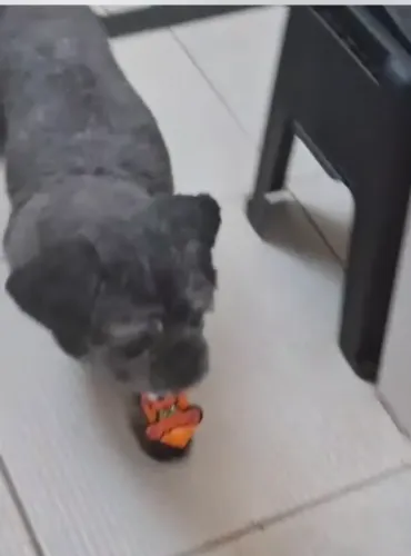 Cachorro shih tzu