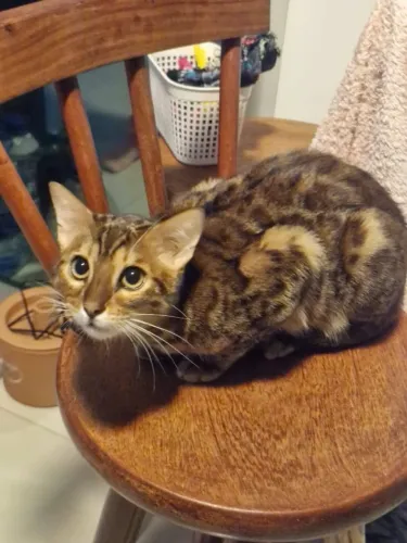 Gato bengal