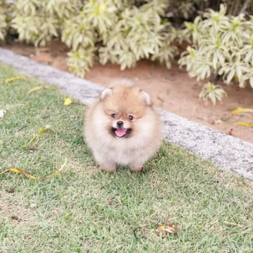 Ursinhas Anãs Lindas Lulu da Pomerânia