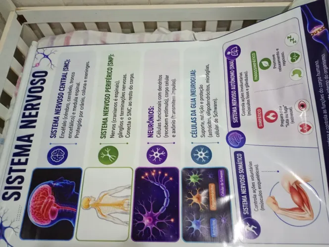 Banner 100x70 mt,  tema: Sistema nervoso 
