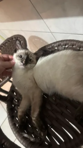 Gatas para doação 