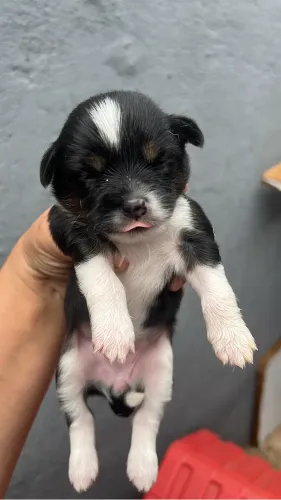 Shih tzu com vira lata 