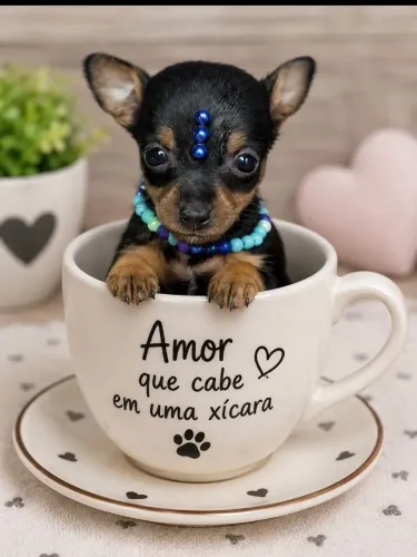 Pinsher miniatura machinho-mini filhote 
