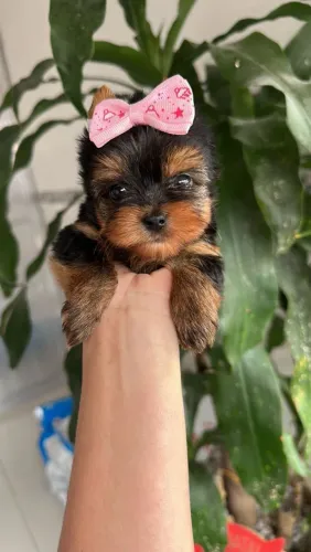 Yorkshire Terrier Fêmea!! Excelente Filhotes 