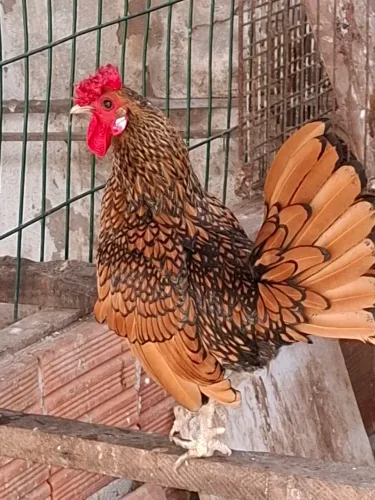galinhas sebryght 