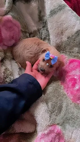 FEMINHA LINDA BEM PIQUINININHA 