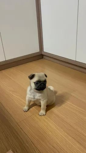 Filhote de pug