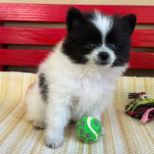 Lulu Da Pomerania | Filhotes prontos para levar alegria- Chama no WhatsApp