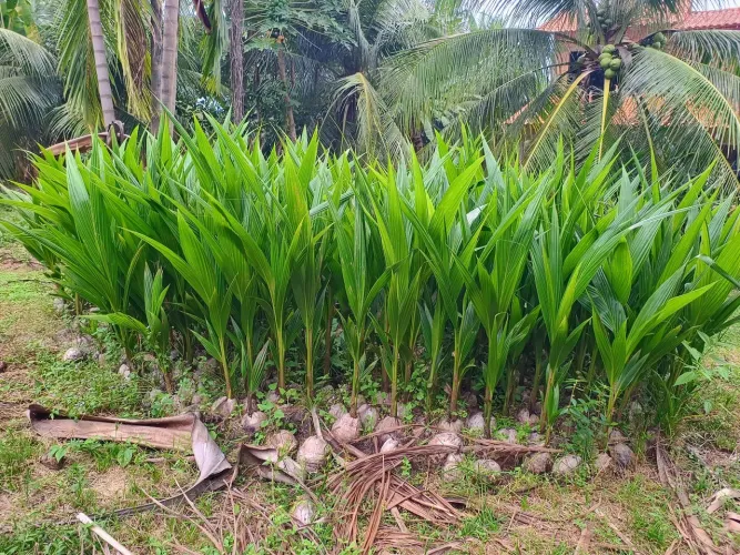 Vende - se mudas de cocos Anão, de alta qualidade 