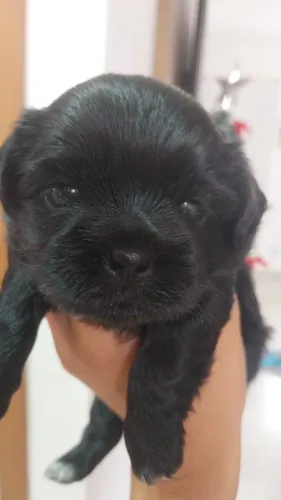 Shitzu macho disponível