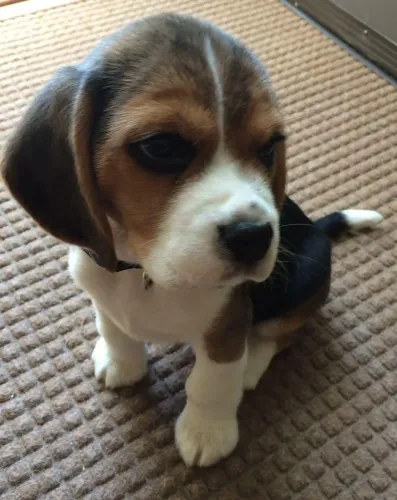 Beagle especialista em fazer bagunça fofa 