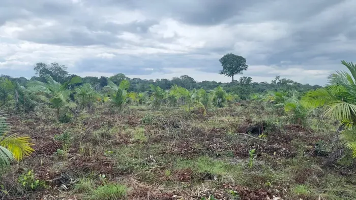 Terreno agrícola 2,17ha com igarapé à venda em Moju (Nova Vida)  açaí plantado e CAR