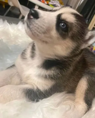 Filhotes de Husky Siberiano | Encanto que surpreende.