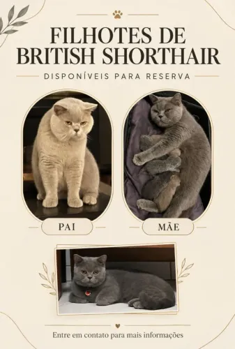 Lindos filhotes de british shorthair disponíveis para reserva