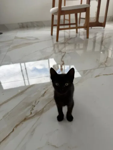 Duas gatas filhotes para adoção.